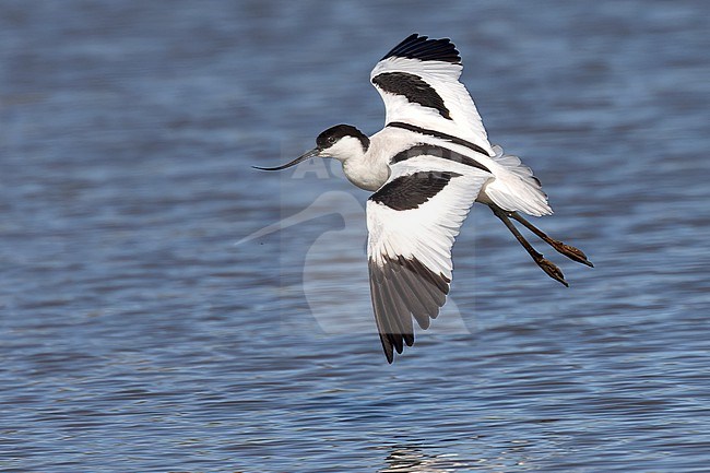 A Pied avocet is seen flying over a shallow freshwater pond coming in to land against a blue background at Spaarndam, The Netherlands. stock-image by Agami/Jacob Garvelink,