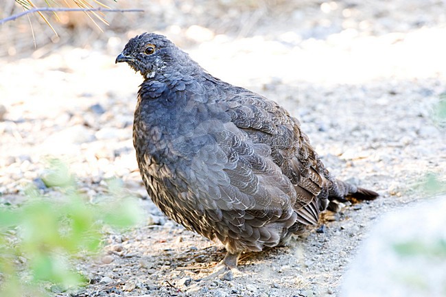 Sooty Grouse perched on side of the road stock-image by Agami/Marc Guyt,