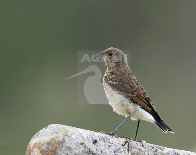 Tapuit, Northern Wheatear, Oenanthe oenanthe stock-image by Agami/Tomi Muukkonen,