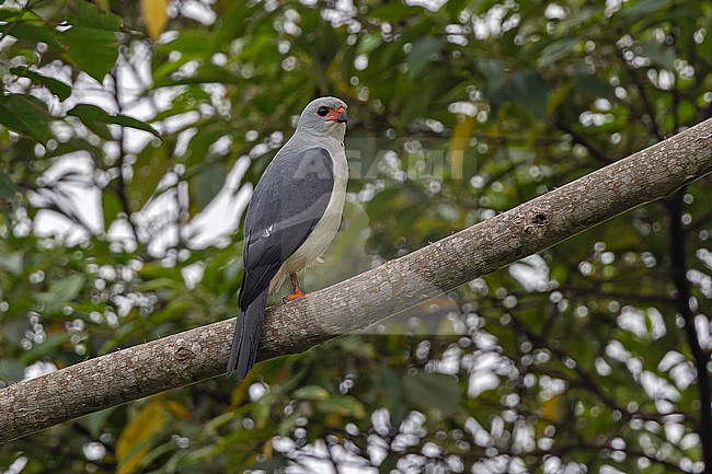 Grey-headed Goshawk, Accipiter poliocephalus,  in West Papua, Indonesia. stock-image by Agami/Pete Morris,