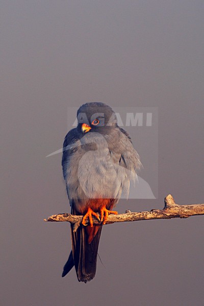Roodpootvalk, Red-Footed Falcon, Falco vespertinus stock-image by Agami/Jari Peltomäki,