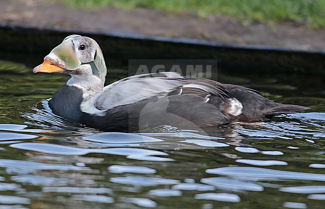 Spectacled Eider (Somateria fischeri), second winter male swimming in captivity, seen from the side. stock-image by Agami/Fred Visscher,