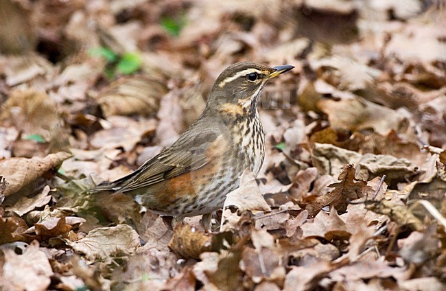 Redwing foraging in death leaves; Koperwiek foeragerend tussen dorre bladeren stock-image by Agami/Marc Guyt,