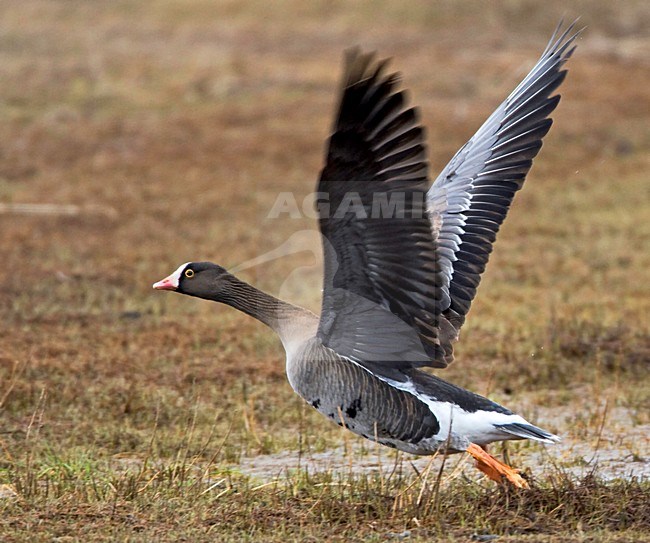 Dwerggans; Lesser White-fronted Goose, Varanger, Norway, June 2008 stock-image by Agami/Jari Peltomäki,