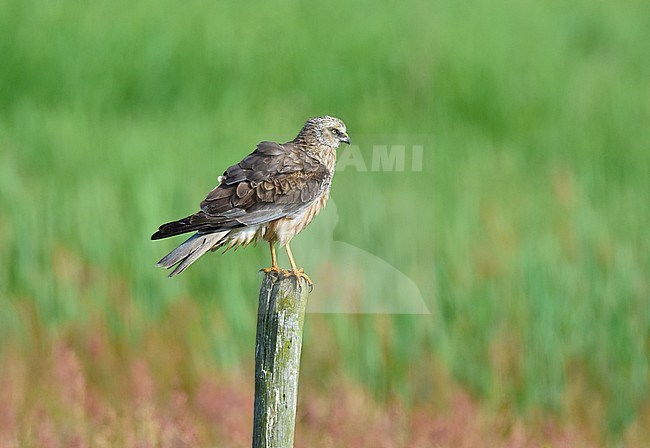 Male Marsh Harrier (Circus aeroginosus) perched on a pole on Texel, Netherlands stock-image by Agami/Rene Pop ,