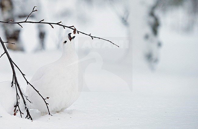 Vrouwtje Moerassneeuwhoen in de sneeuw, Female Willow Ptarmigan in snow stock-image by Agami/Markus Varesvuo,