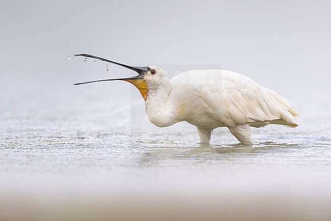 Eurasian Spoonbill, Platalea leucorodia, in Italy. stock-image by Agami/Daniele Occhiato,