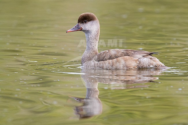 Red-crested Pochard (Netta rufina), side view of an adult swimming in the water stock-image by Agami/Saverio Gatto,