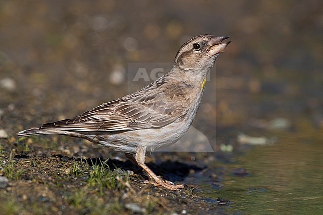 Rotsmus; Rock Sparrow; Petronia petronia intermedia stock-image by Agami/Daniele Occhiato,