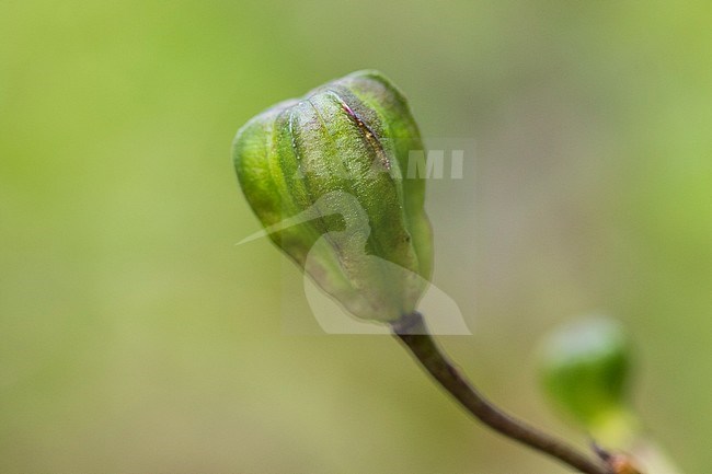 Martagon Lily seed box stock-image by Agami/Wil Leurs,