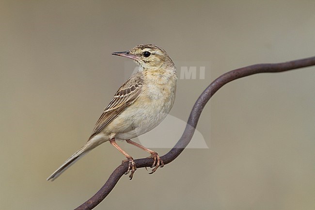 Tawny Pipit - Brachpieper - Anthus campestris ssp. griseus, Kazakhstan, adult stock-image by Agami/Ralph Martin,