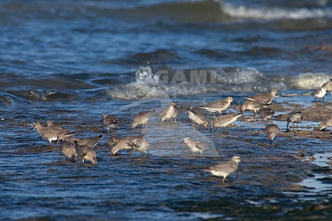 Red Knot flock foraging; Kanoetstrandloper groep foeragerend stock-image by Agami/Marc Guyt,