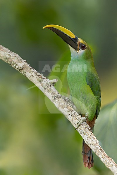 Wagler's Toucanet (Aulacorhynchus wagleri) in Mexico. Perched on a branch. stock-image by Agami/Dubi Shapiro,