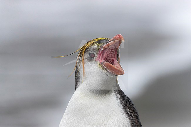 Royal Penguin (Eudyptes schlegeli) calling with the open bill on Macquarie islands, Australia. stock-image by Agami/Rafael Armada,