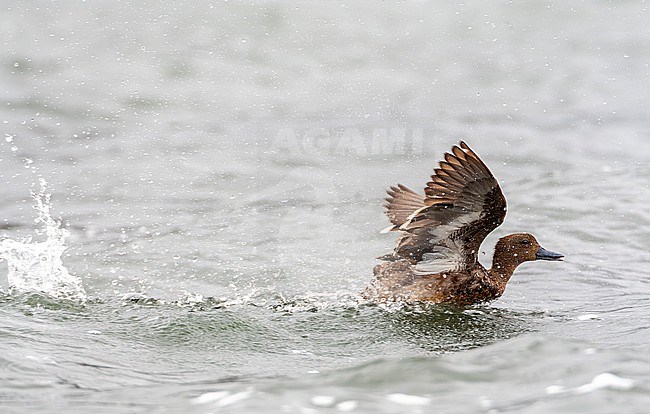 Andean Teal (Anas andium) at a lake in Antisana reserve, Ecuador. stock-image by Agami/Marc Guyt,