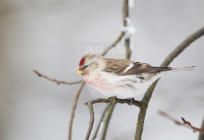 Grote Barmsijs zittend op tak; Mealy Redpoll perched on branch stock-image by Agami/Markus Varesvuo,