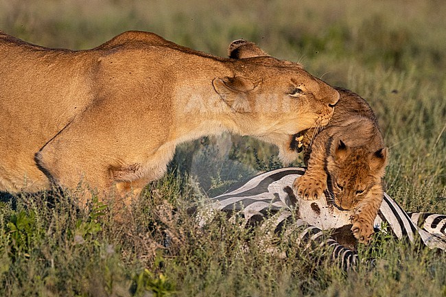 Two lionesses, Panthera leo, pushes away a 5 weeks old cub from a common zebra carcass, Equus quagga. Ndutu, Ngorongoro Conservation Area, Tanzania. stock-image by Agami/Sergio Pitamitz,