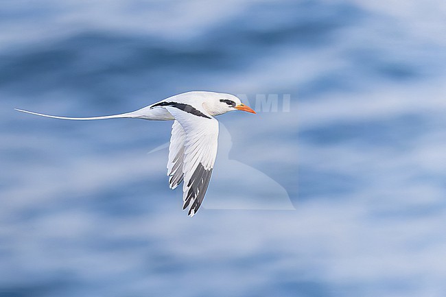 Catesby's White-tailed Tropicbird (Phaethon lepturus catesbyi) in flight in Puerto Rico. stock-image by Agami/Dubi Shapiro,