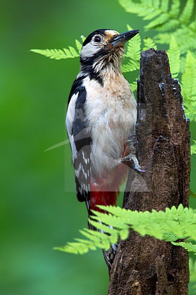 Grote Bonte Specht zittend tegen boom; Great Spotted Woodpecker perched at tree stock-image by Agami/Roy de Haas,