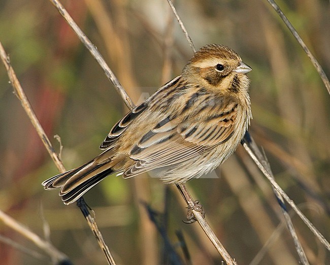 Rietgors, Common Reed Bunting, Emberiza schoeniclus stock-image by Agami/Daniele Occhiato,