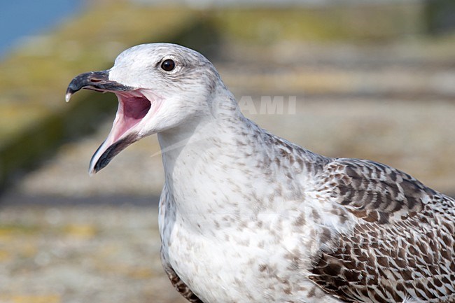 Grote Mantelmeeuw; Great Black-backed Gull stock-image by Agami/Arnold Meijer,