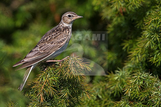 Veldleeuwerik; Eurasian Skylark; Alauda arvensis stock-image by Agami/Daniele Occhiato,