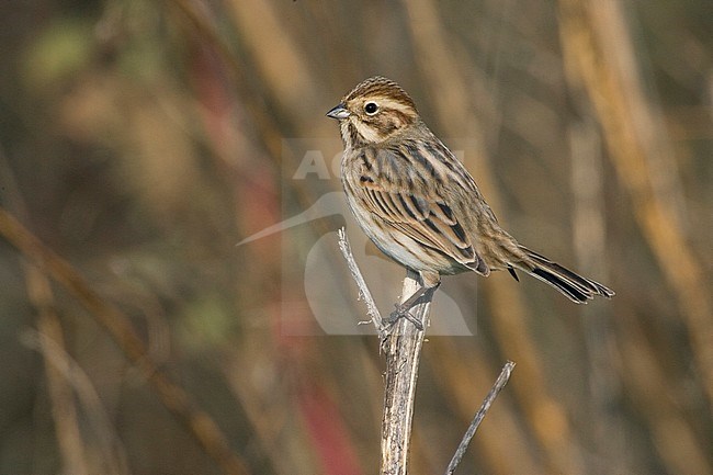 Rietgors, Common Reed Bunting, Emberiza schoeniclus stock-image by Agami/Daniele Occhiato,