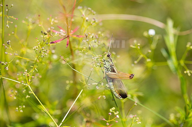Stauroderus scalaris - Ladder Grasshopper - Gebirgsgrashüpfer, Germany (Baden-Württemberg); imago stock-image by Agami/Ralph Martin,