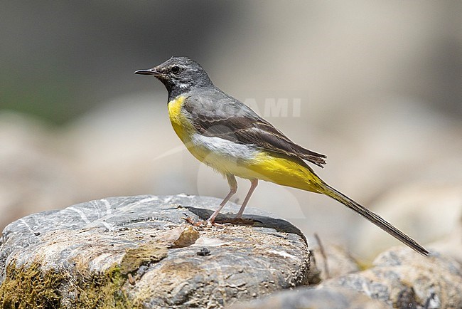 Grey Wagtail (Motacilla cinerea), side view of an adult male in post-breeding moult, Campania, Italy stock-image by Agami/Saverio Gatto,