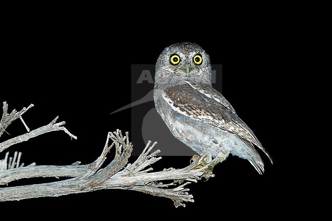 Adult Elf Owl (Micrathene whitneyi) in Brewster County, Texas, USA. stock-image by Agami/Brian E Small,