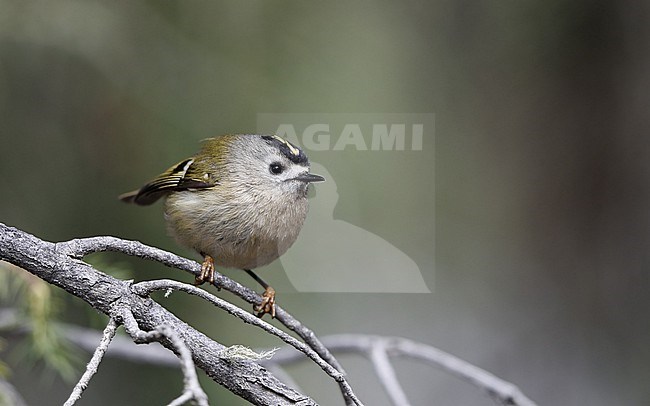 Goldcrest (Regulus regulus teneriffae) perched on a branch in pine forest near Teide, Tenerife stock-image by Agami/Helge Sorensen,