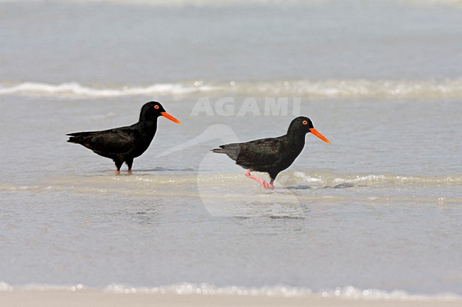 Afrikaanse Zwarte Scholekster staand op een strand; African Black Oystercatcher standing on a beach; stock-image by Agami/Marc Guyt,
