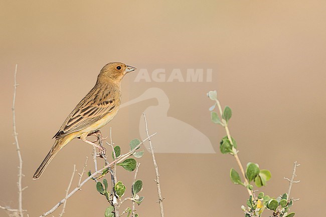 Red-headed Bunting - Braunkopfammer - Emberiza bruniceps, Tajikistan, adult female stock-image by Agami/Ralph Martin,