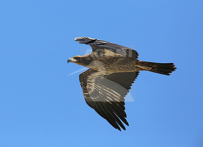 Pallas's Fish Eagle  (Haliaeetus leucoryphus) taken the 29/05/2013 at Ogi Lake - Mongolia stock-image by Agami/Aurélien Audevard,