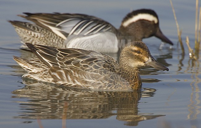 Paartje Zomertalingen; Pair of Garganey stock-image by Agami/Daniele Occhiato,