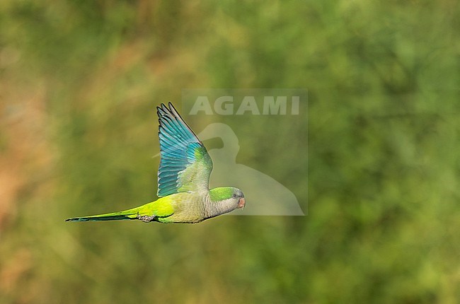 Monk parakeet (Myiopsitta monachus), also known as the Quaker parrot, in Spain. Introduced. stock-image by Agami/Marc Guyt,