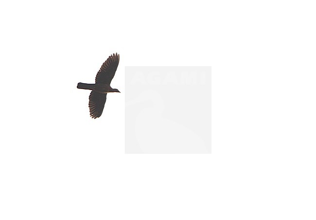 Flying Pale-capped Pigeon (Columba punicea) at Tmat Boey in Cambodia. stock-image by Agami/James Eaton,