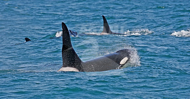 Orka, Killer whale stock-image by Agami/Pete Morris,
