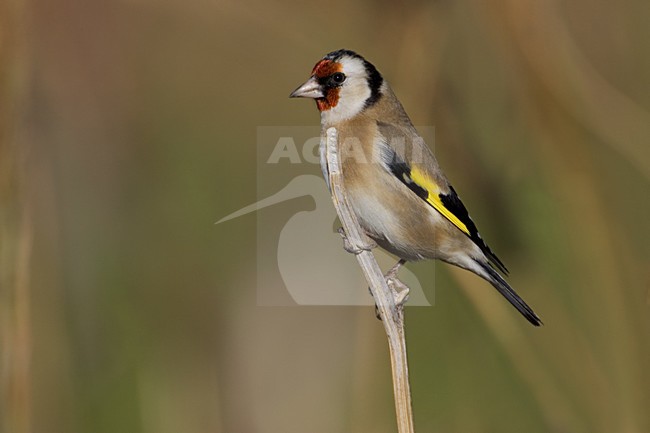 European Goldfinch perched on a branch; Putter zittend op een tak stock-image by Agami/Daniele Occhiato,