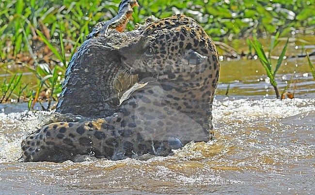 Jaguar (Panthera onca) fighting with his - soon to be - prey: a Yacare Caiman stock-image by Agami/Eduard Sangster,