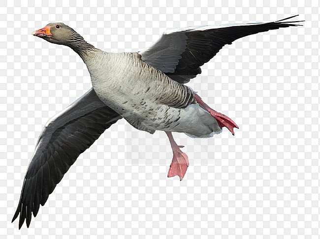 Volwassen Grauwe Gans; Adult Greylag Goose stock-image by Agami/Markus Varesvuo,