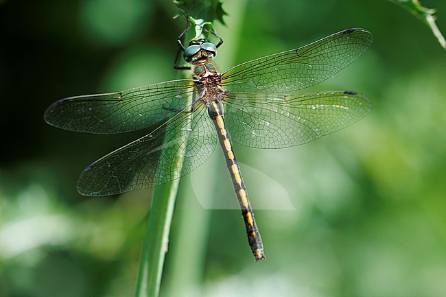 Orange-spotted Emerald (Oxygastra curtisii) taken the 10/06/2024 at Roquebrune - France stock-image by Agami/Nicolas Bastide,