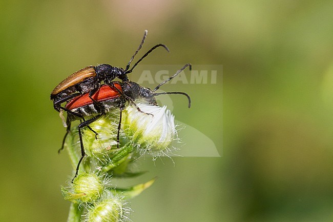 Anastrangalia sanguinolenta - Blutroter Halsbock, Germany (Baden-Württemberg), imago, male and female, copula stock-image by Agami/Ralph Martin,