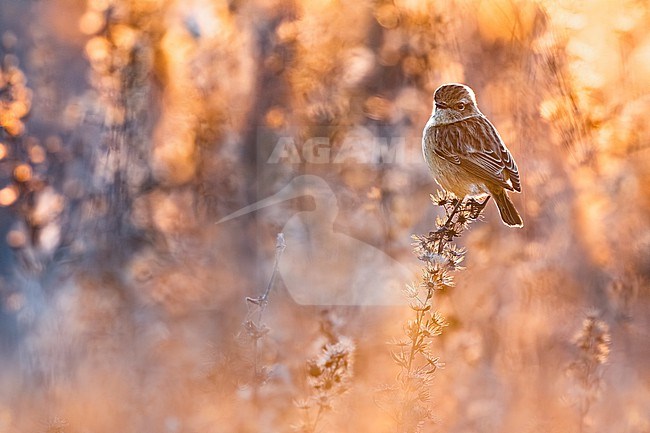 European Stonechat (Saxicola rubicola) in Italy. stock-image by Agami/Daniele Occhiato,