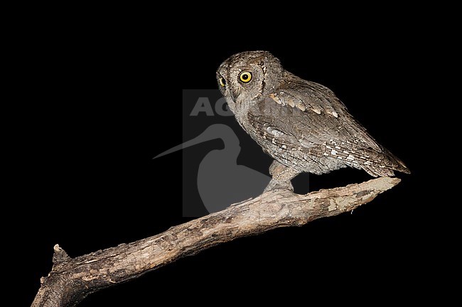 Eurasian Scops Owl (Otus scops) stock-image by Agami/Alain Ghignone,