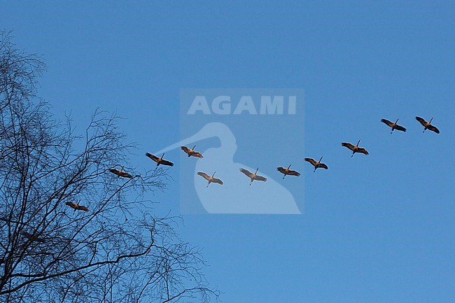 Common Crane - Kranich - Grus grus ssp. grus, Germany, winter group stock-image by Agami/Ralph Martin,