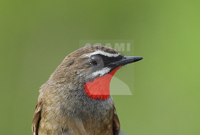 Roodkeelnachtegaal in de hand; Siberian Rubythroat in hand stock-image by Agami/Roy de Haas,
