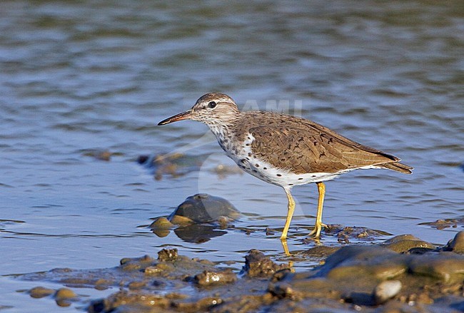 Adult zomerkleed Amerikaanse Oeverloper, Adult summer Spotted Sandpiper stock-image by Agami/Glenn Bartley,