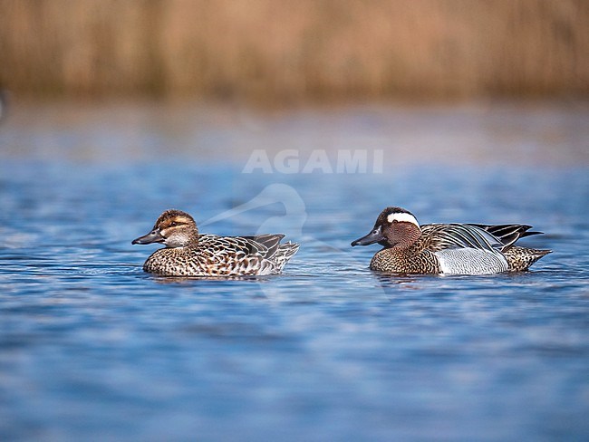 Garganey; Anas querquedula. Male and female swimming stock-image by Agami/Hans Germeraad,