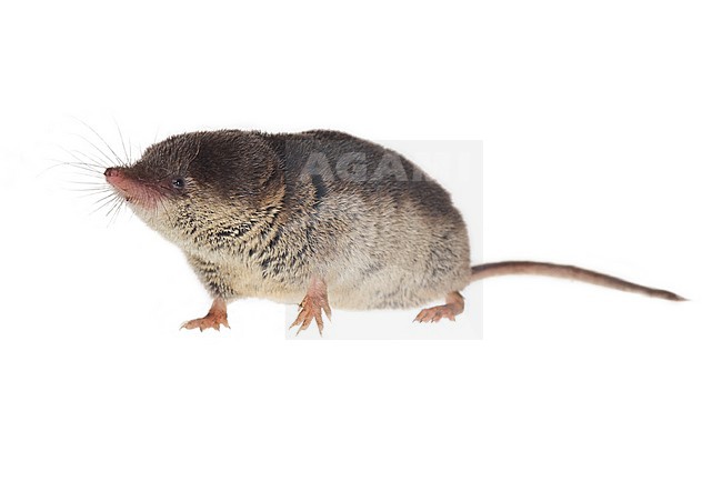 Bosspitsmuis, Common Shrew (Sorex araneus) stock-image by Agami/Theo Douma,